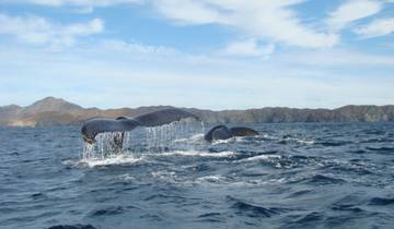 Baja's Ocean Giants: From La Paz to Los Cabos Quest 7D/6N