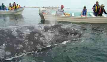Baja California Sur Whale Quest & Discovery 5D/4N Tour