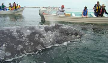 Baja California Sur Whale Quest & Discovery 5D/4N Tour