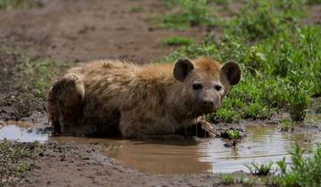 10-Day Safari & Cultural Activity in Kilimanjaro Region