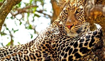 10 Day Kenyan Safari Adventure and Tranquil Mombasa Beach Getaway