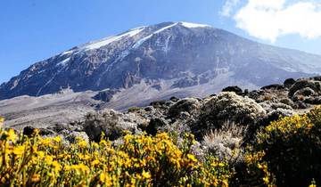 Climb Mt.Kilimanjaro (Lemosho Route) 8 Days Tour