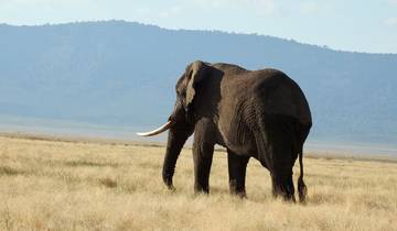 5-Day Serengeti, Ngorongoro Crater & Lake Manyara by Air Tour