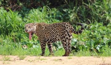 Noordelijke Pantanal & Jaguarsafari