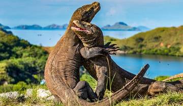 Bali Komodo Tour