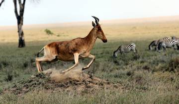 7 Days in East Africa, incl. Serengeti and Ngorongoro