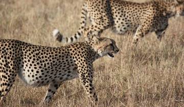 7 Days in East Africa, incl. Serengeti and Ngorongoro