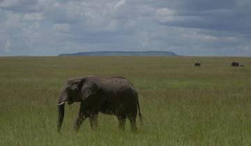 7 Days in East Africa, incl. Serengeti and Ngorongoro