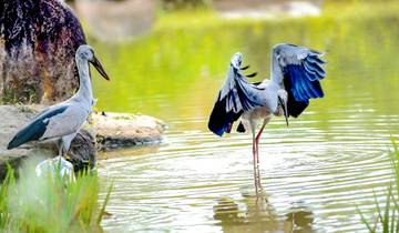 5 Dagen Bangladesh Wildlife Tour op maat, Excluisve Gids en Chauffeur