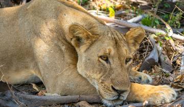 14 dagen safari naar Selous –Wami Mbiki –Mikumi –Ruaha & Udzungwa bergen