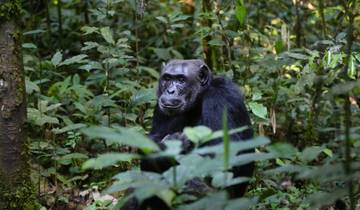 7 Day - Gombe & Mahale National Park - Primate Safari Tour