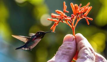 12 Day Panama Itinerary, incl. Panama City and Bocas del Toro