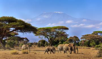 Circuit de 9 jours à Amboseli, Nakuru, Masai Mara, Serengeti et Ngorongoro