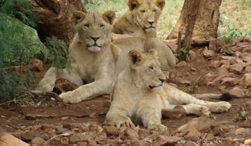 Leben unter Löwen Tansania Safari 5 Tage Rundreise