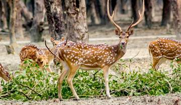Safari privé personnalisé de 6 jours dans les Sundarbans au Bangladesh