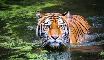 4 dagen Gouden Driehoek Rondreis door met Ranthambore vanuit Delhi-rondreis