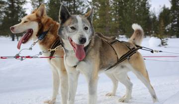 8 Days in Finland, incl. Helsinki and Lapland