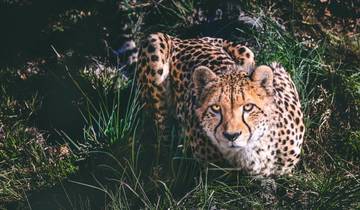 Beste 2-daagse safari in Tanzania-rondreis