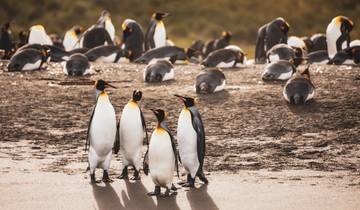 Epic Falkland Islands, South Georgia & Antarctica Tour
