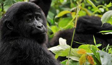 11 Days Rwanda Primates and Wildlife Expereince Tour
