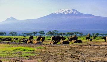 Fly in Amboseli National Park from Mombasa Port 2 Days/1 Night Tour