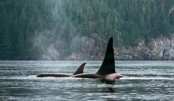 Orcas and Grizzlies on Vancouver Island Tour