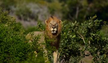 Circuito Safari de 3 Días a los 5 Grandes del Kruger desde Johannesburgo