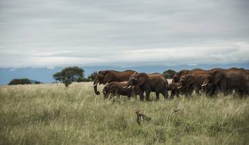 Meilleure excursion d\'une journée dans le parc national du Tarangire circuit