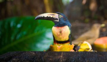 Costa Rica Explorer - 12 days Tour