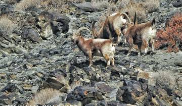 Nordpakistan: Himalaya Steinbock Trophäenjagd Hunza Rundreise