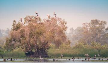 Mekong Bird Photo Tour Tour