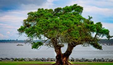 Southern Charm featuring Charleston, Savannah & Jekyll Island (Charleston, SC to Jekyll Island, GA) (2025)