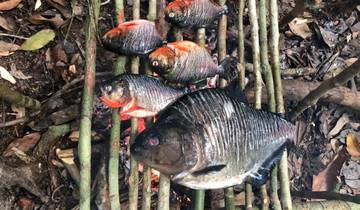 Amazon Wilderness Trekking