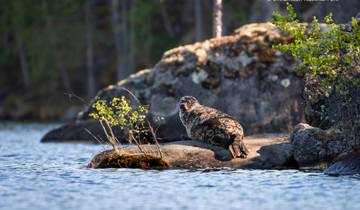 Finland merengebied: Saimaa road trip door wilde natuur