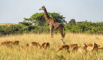 Tanzania & Zanzibar: Safari Adventure Meets Beach Escape