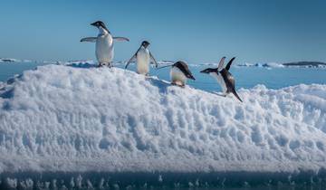 Antarctique, Géorgie du Sud et îles Falkland 2026|2025|2027|2028