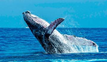 Baleines et désert de Basse-Californie 14 jours - Hiver