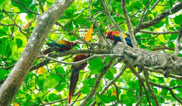 Monkeys, Jungles and Volcanoes