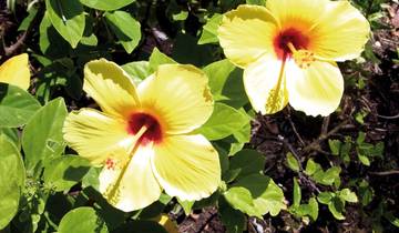 13 Days in Hawaii, incl. Oahu and Maui