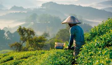 Cameron Highlands nature experience (deluxe option, from/to Kuala Lumpur)