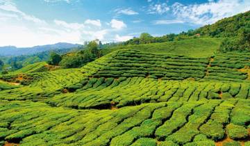 Cameron Highlands nature experience (superior option, from Kuala Lumpur/to Penang)