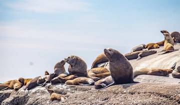 Orca Camp up close Tour