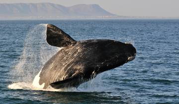 Orca-kamp gezinsavontuur