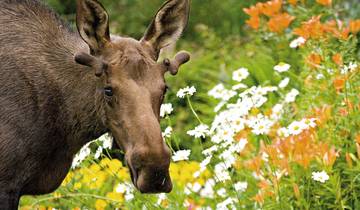 Highlights des Nordens