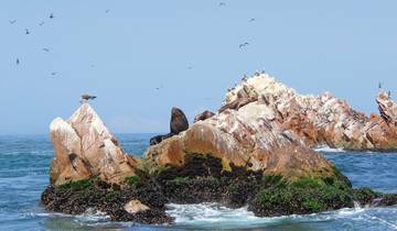 Ratselhafte Scharrbilder und 'Klein-Galapagos'