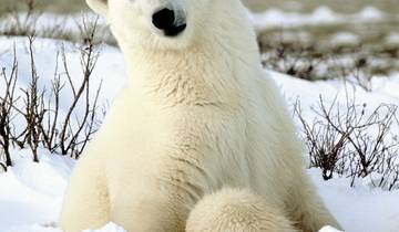 Ice barbarian experience with Tundra Buggy Lodge (6 nights)