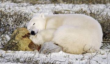 Erlebnis Eisbaren mit Tundra Buggy Lodge (4 Nachte)