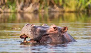 Chobe & Okavango Fly In Safari