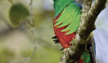 Pura Vida - Costa Rica hautnah