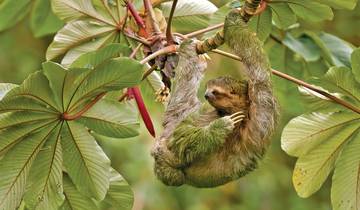 Geheimsvolles Costa Rica: Quetzale & Delfine
